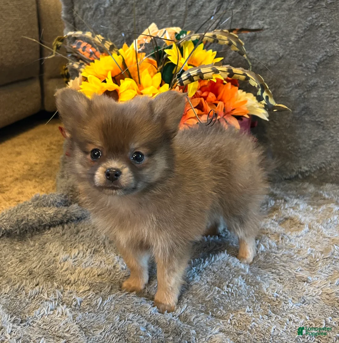 Pomeranian dogs for sale: JC - Ad 2
