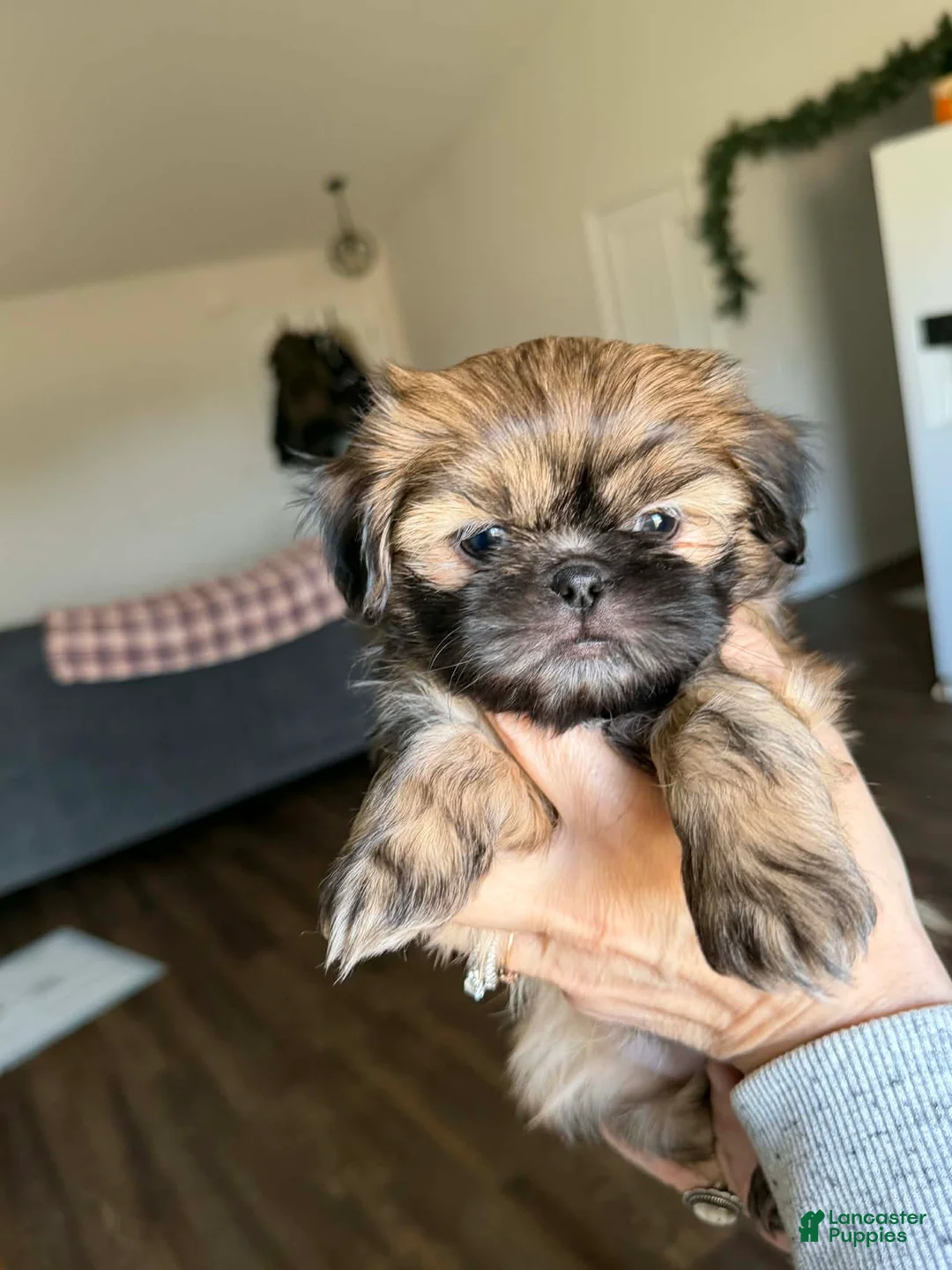 Shih Tzu dogs for sale: Dallas - Ad 35
