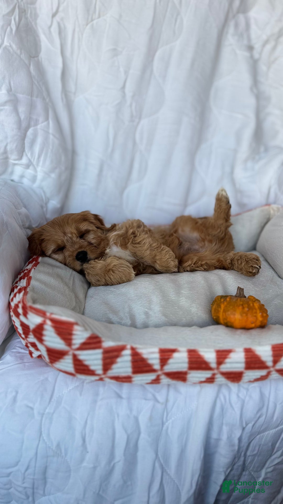 Cockapoo dogs for sale: Oliver – The “Emotional Support Bear” You’ll Fall in Love With 🧡🐾 - Ad 9