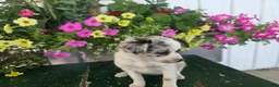 Chihuahua dogs for sale: Beauty  - Ad 5