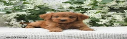 Goldendoodle dogs for sale: Jared - Ad 4