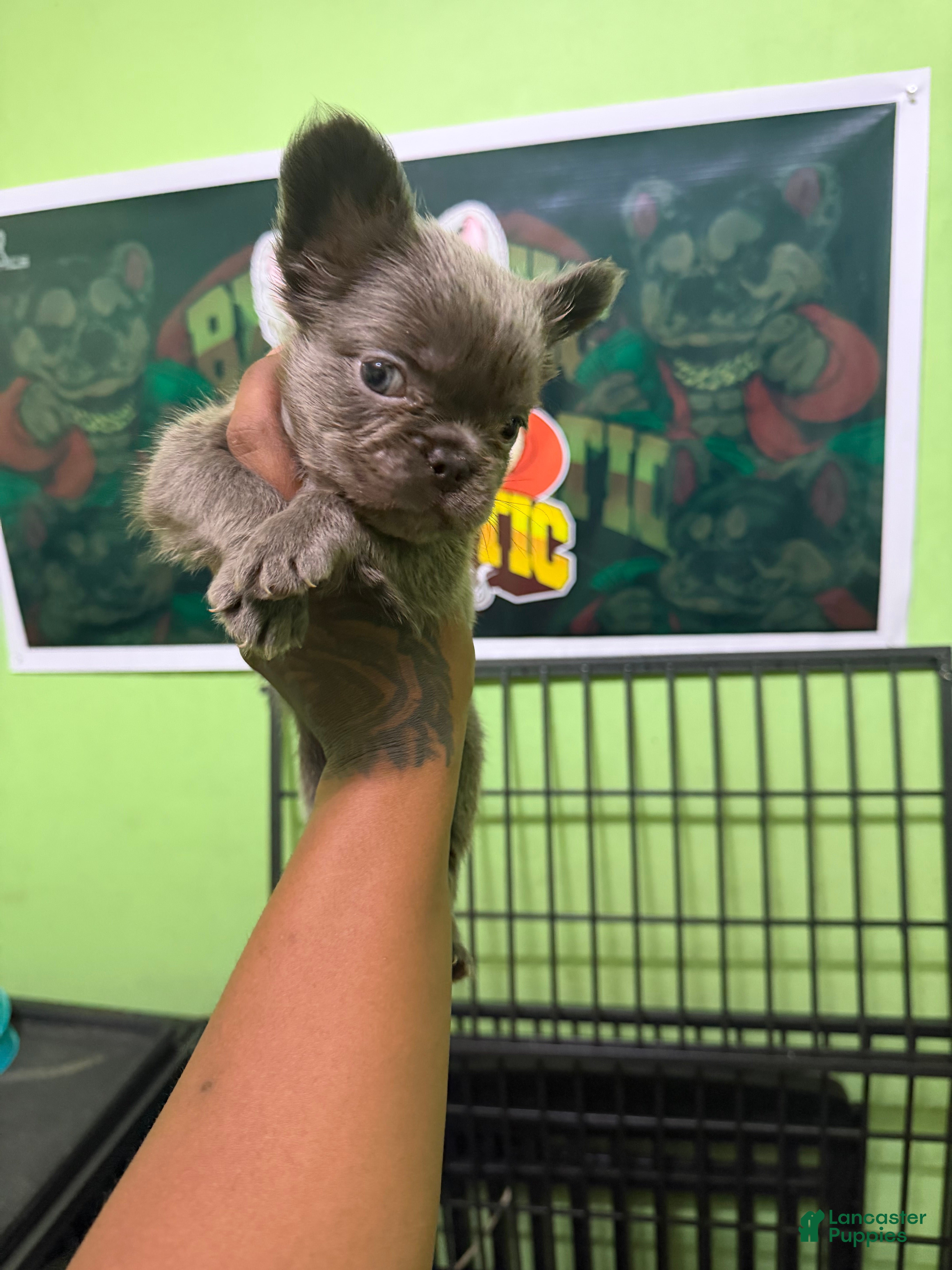 French Bulldog dogs French Bulldog 1 Mr.grey - Ad 2