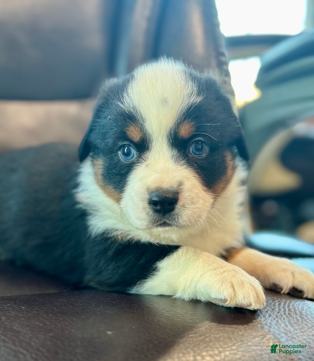 Mixed Breed dogs for sale: Buzz - Ad 1