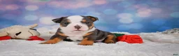 English Bulldog dogs for sale: Bruno - Ad 4