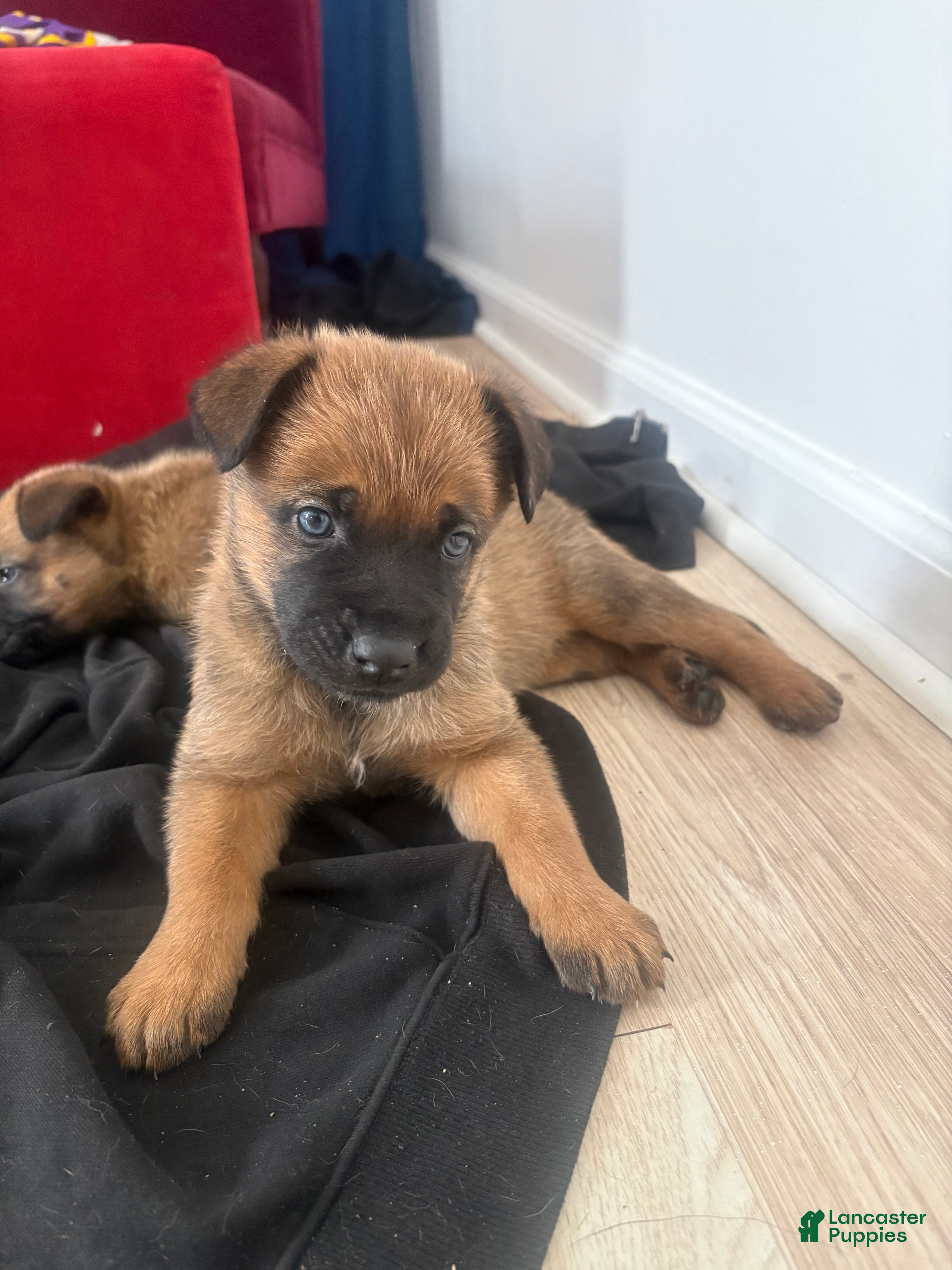 German Shepherd dogs German Shepherd Puppy 2 - Ad 16