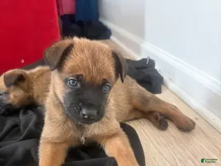 German Shepherd dogs German Shepherd Puppy 2 - Ad 16