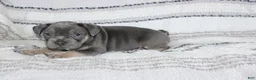 French Bulldog dogs for sale: Dick - Ad 5