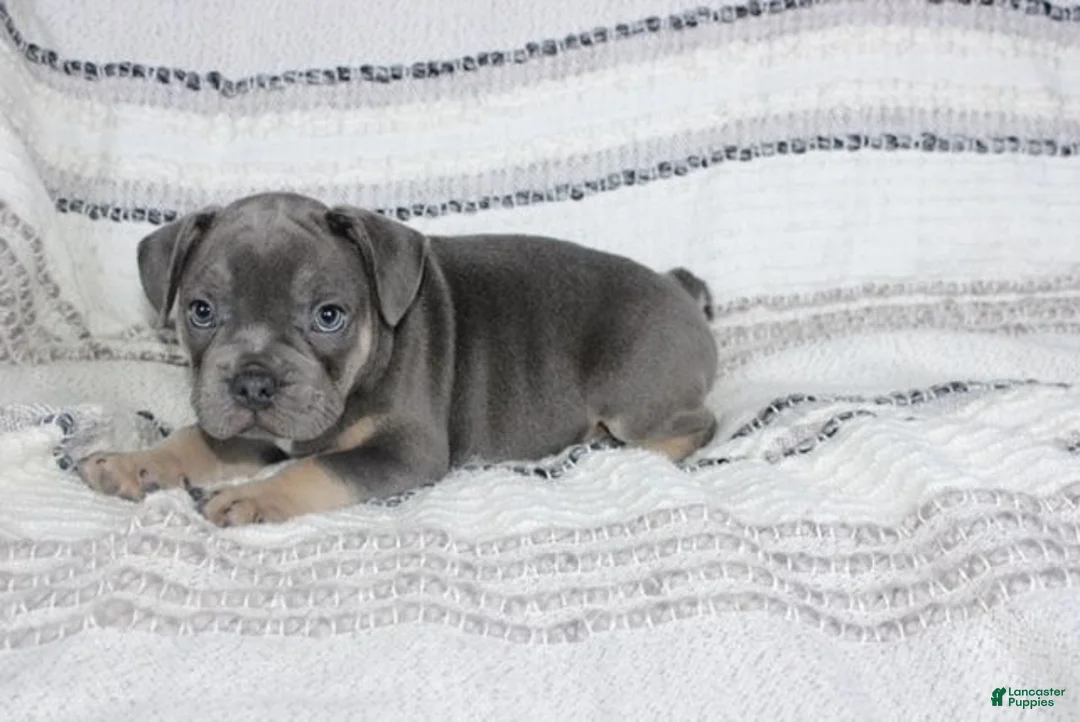 French Bulldog dogs for sale: Dick - Ad 5