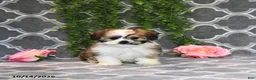 Mixed Breed dogs for sale: Dolly - Ad 4