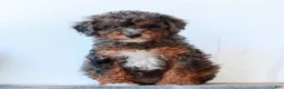 Miniature Poodle dogs for sale: Carley  - Ad 4
