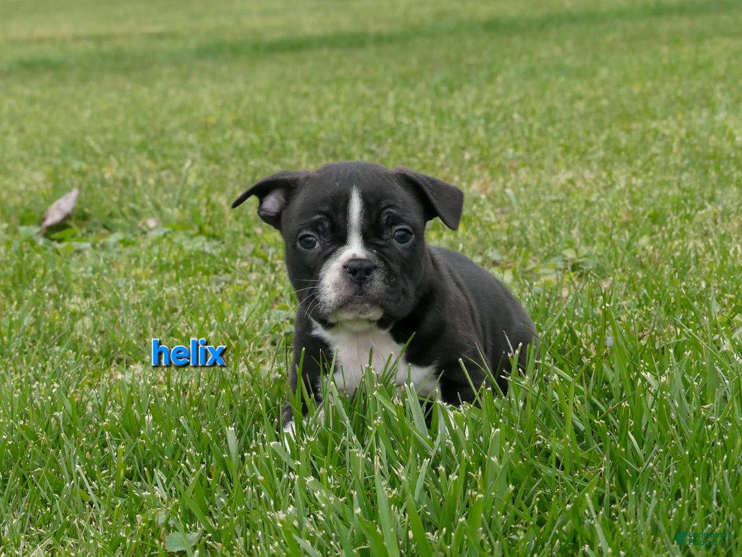Frenchton dogs for sale: Helix - Ad 2