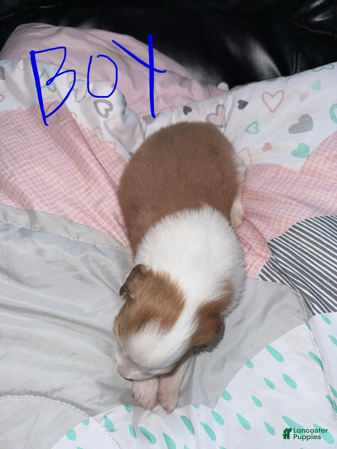 Mixed Breed dogs for sale: Mixed Breed 3 - Ad 1