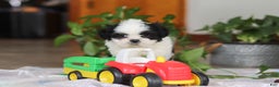 Shih Tzu dogs for sale: Gordon - Ad 11