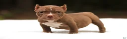 American Bully dogs for sale: Chocolate Female - Ad 4