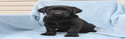 Labrador Retriever dogs for sale: Pat  - Ad 2