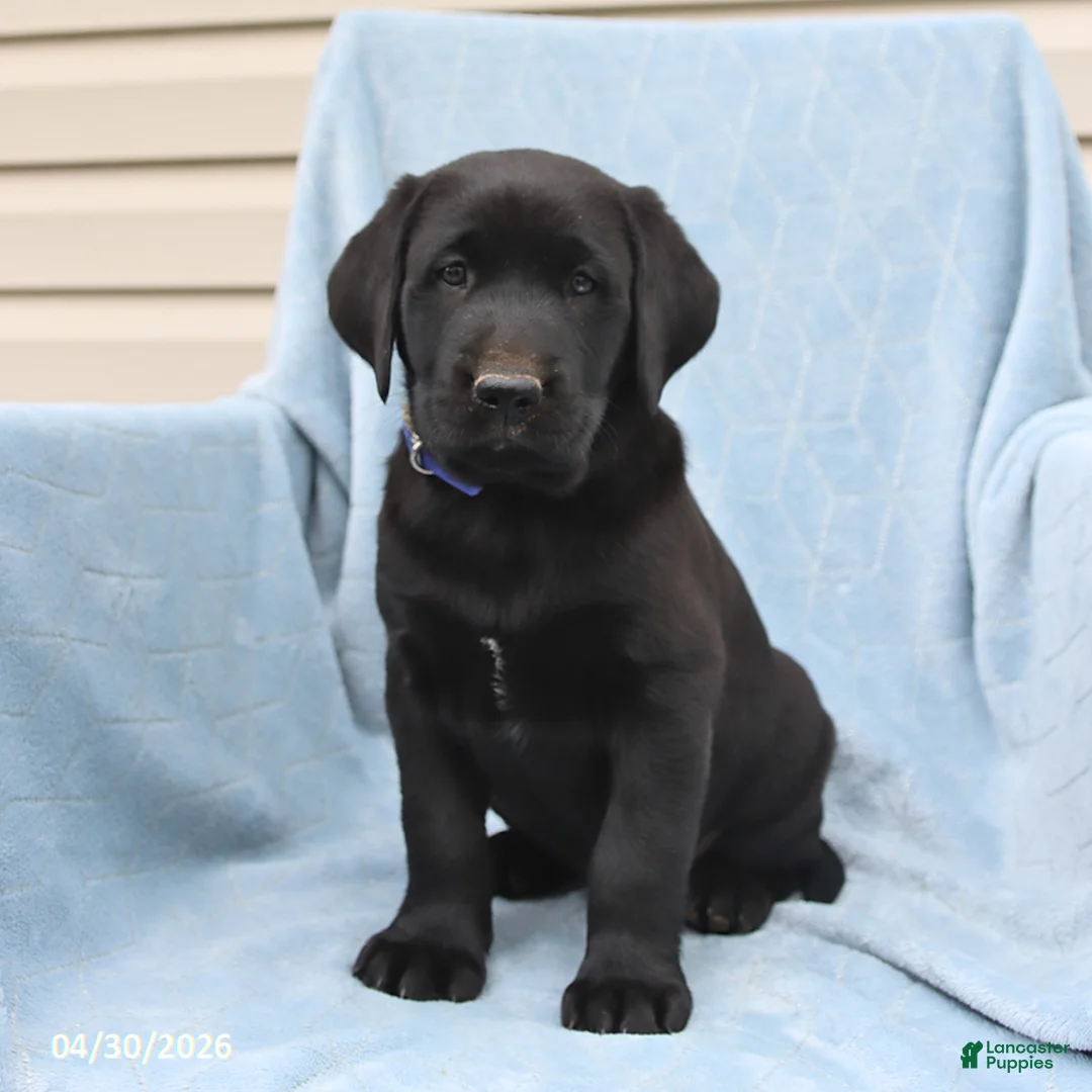 Labrador Retriever dogs for sale: Pat  - Ad 2