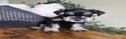 Miniature Schnauzer dogs for sale: Jack - Ad 2