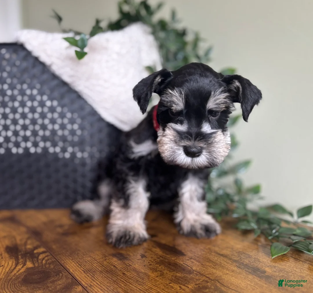 Miniature Schnauzer dogs for sale: Jack - Ad 2