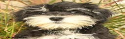 Miniature Schnauzer dogs for sale: Pedro - Ad 3