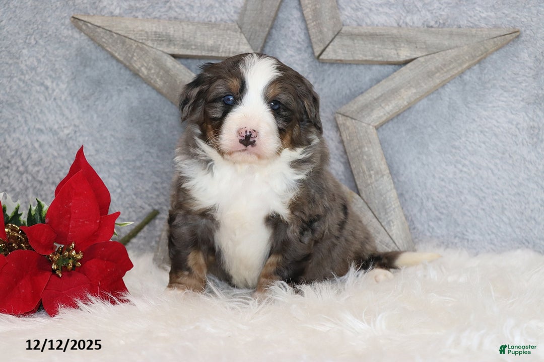 Mini Bernedoodle dogs for sale: Archie - Ad 3