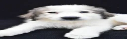 Great Pyrenees dogs for sale: Marnita - Ad 4