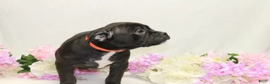 American Bully orange