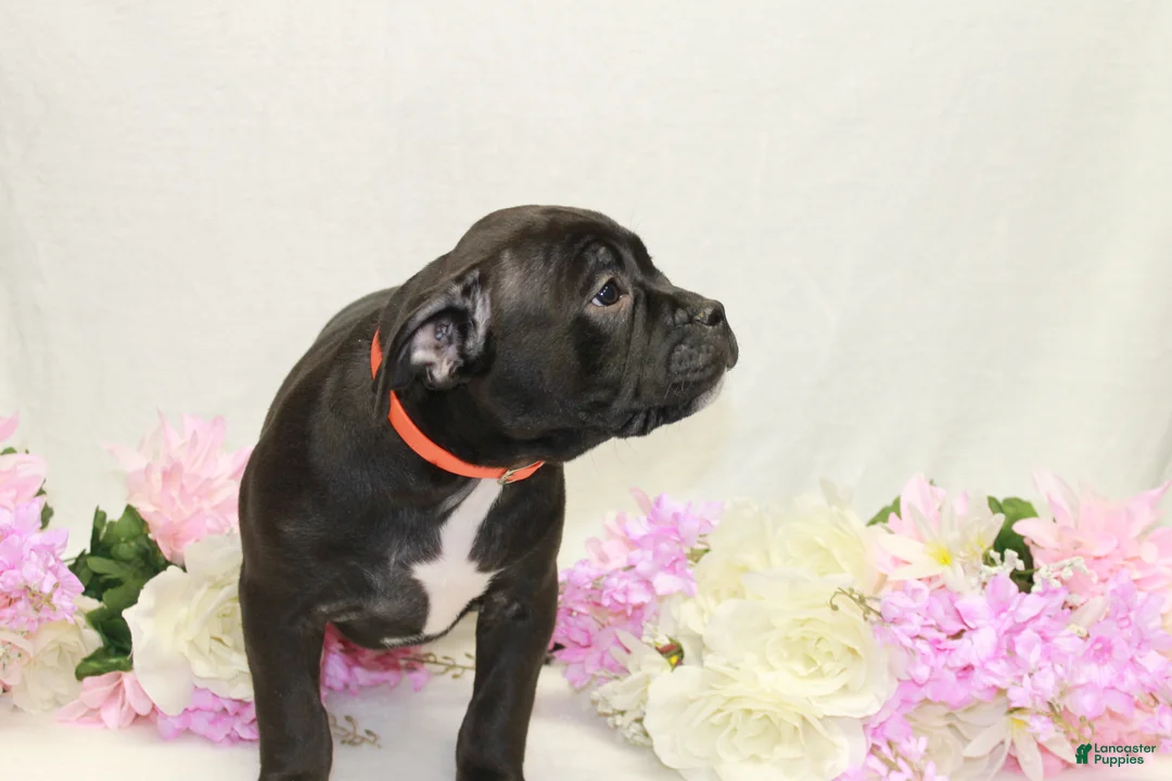 American Bully dogs for sale: American Bully orange - Ad 1