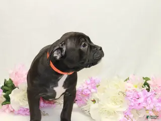 American Bully dogs for sale: American Bully orange - Ad 3