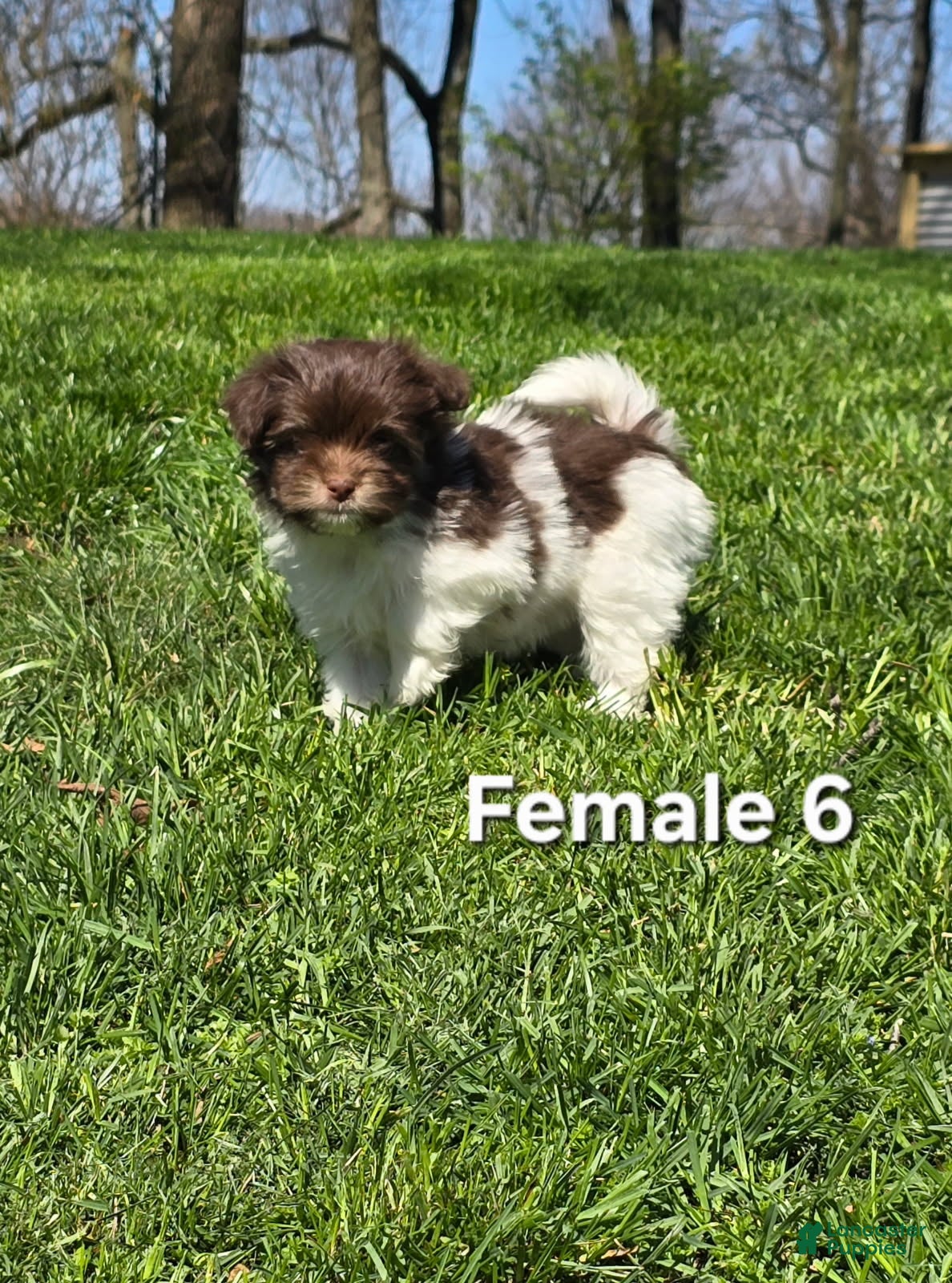 Havanese dogs Havanese Puppy 6 - Ad 22