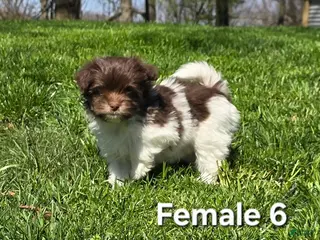 Havanese dogs Havanese Puppy 6 - Ad 22