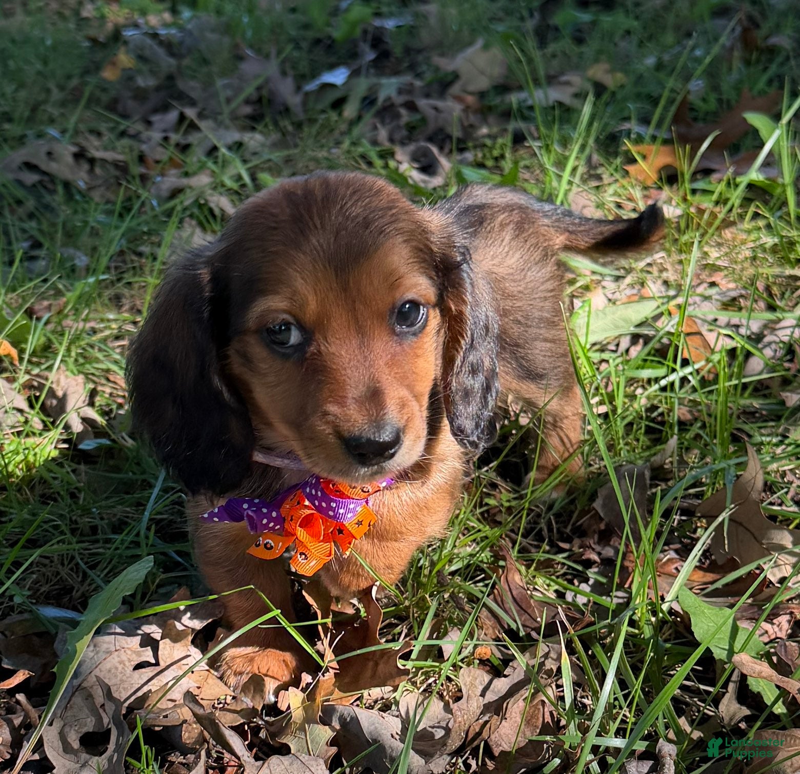 Miniature Dachshund dogs for sale: Rosie - Ad 2