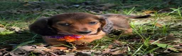 Miniature Dachshund dogs for sale: Rosie - Ad 2