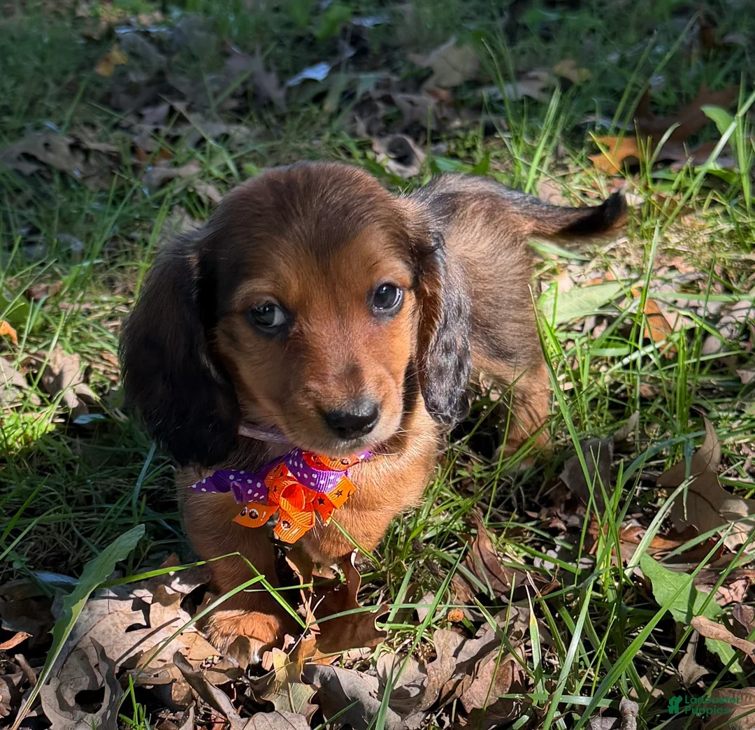 Miniature Dachshund dogs for sale: Rosie - Ad 2