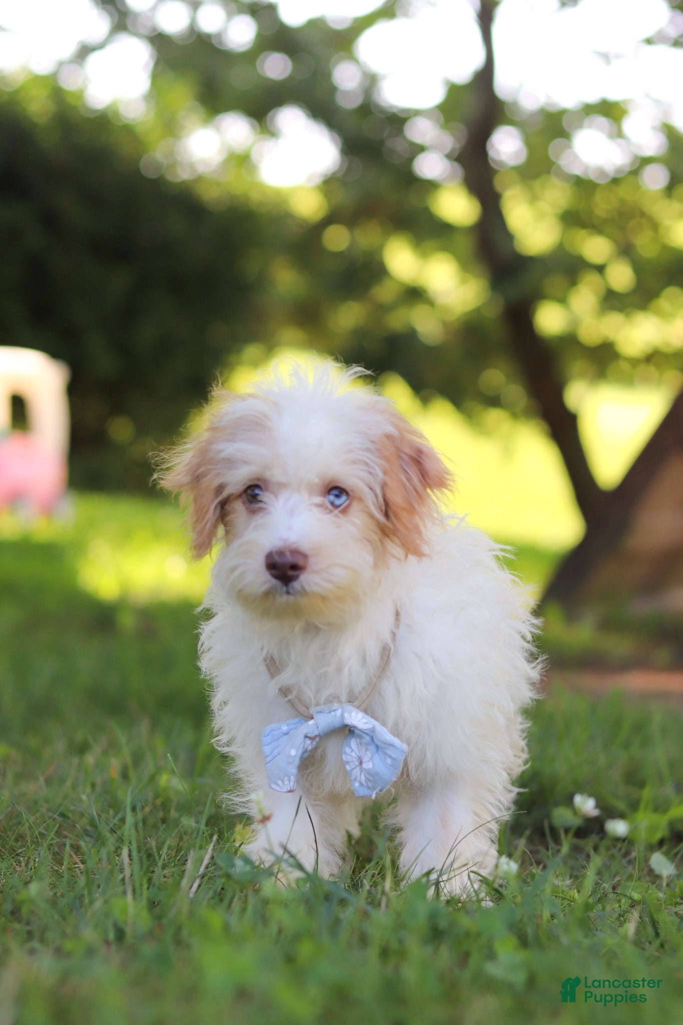 Yorkiepoo dogs Jackson - Ad 2