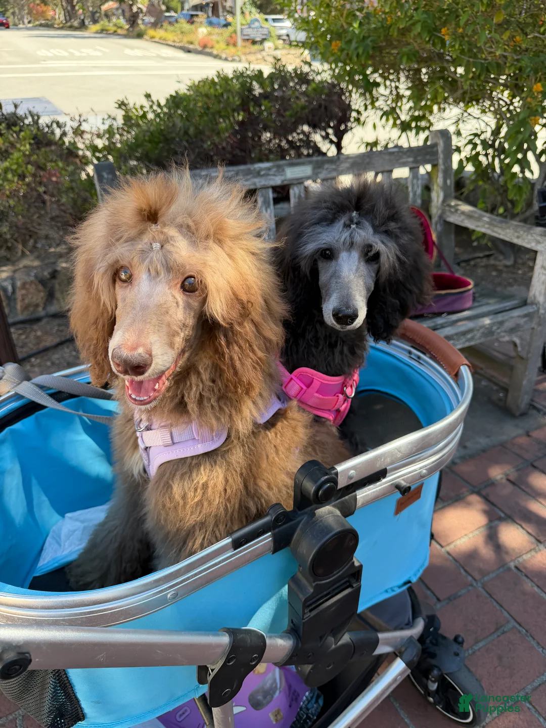 Standard Poodle dogs for sale: Hazel - Ad 2