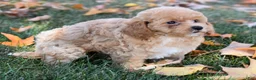 Bichpoo dogs for sale: Catelyn - Ad 6