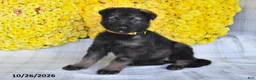 German Shepherd dogs for sale: Oasis - Ad 3