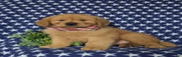 Golden Retriever dogs for sale: Roper - Ad 5