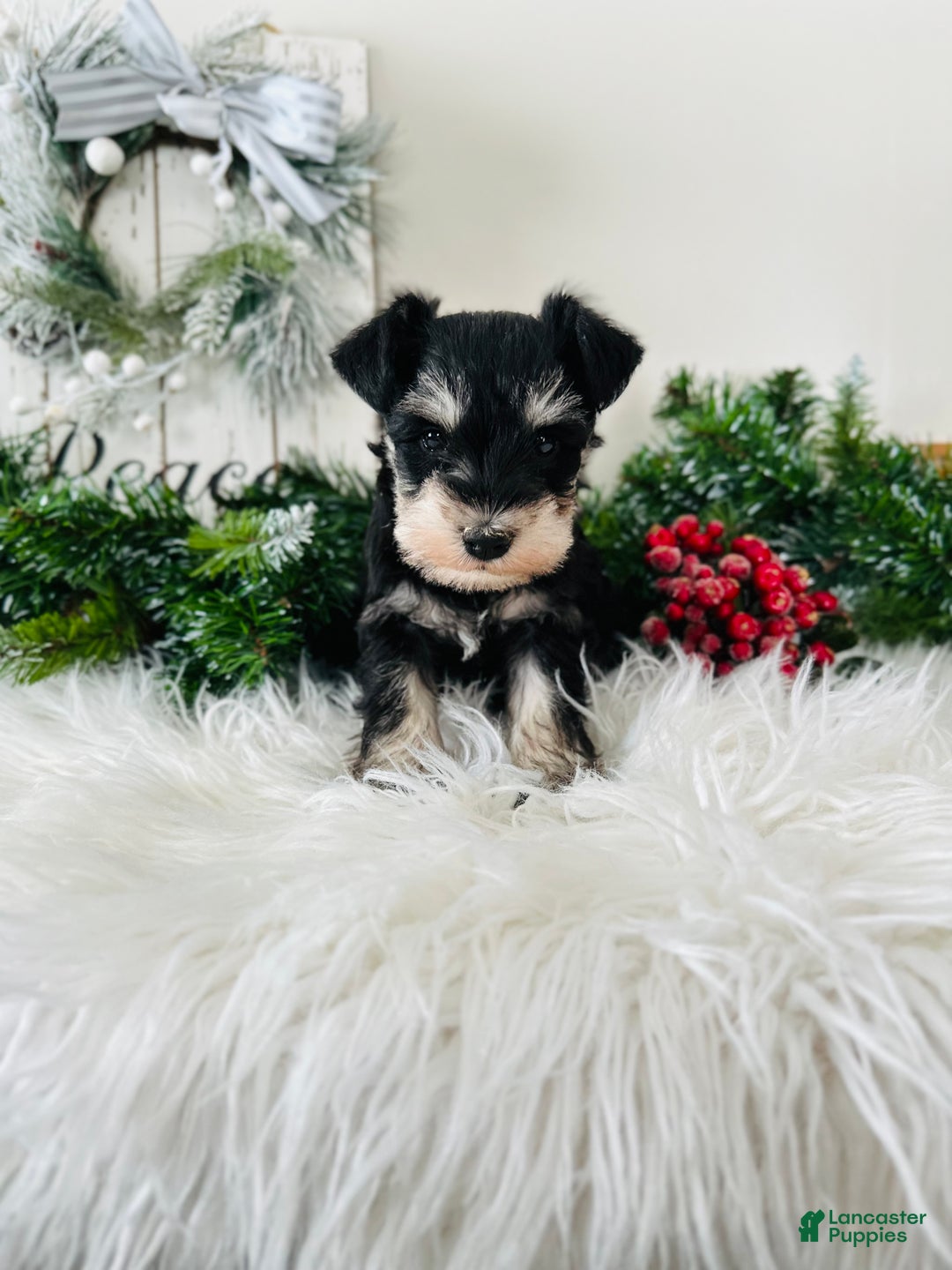 Miniature Schnauzer dogs for sale: Brody - Ad 13