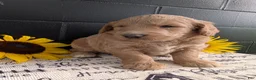 Goldendoodle dogs for sale: Mia - Ad 5