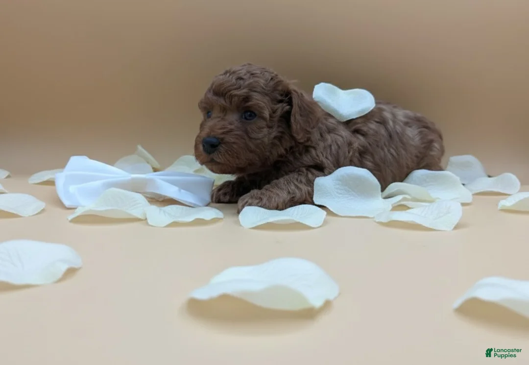 Toy Poodle dogs for sale: Olivia 🤍 - Ad 6