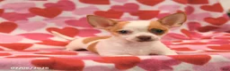 Chihuahua dogs for sale: Lucky - Ad 2