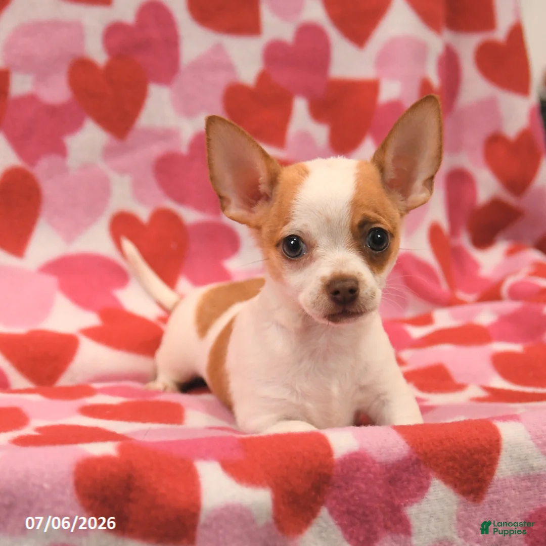 Chihuahua dogs for sale: Lucky - Ad 2