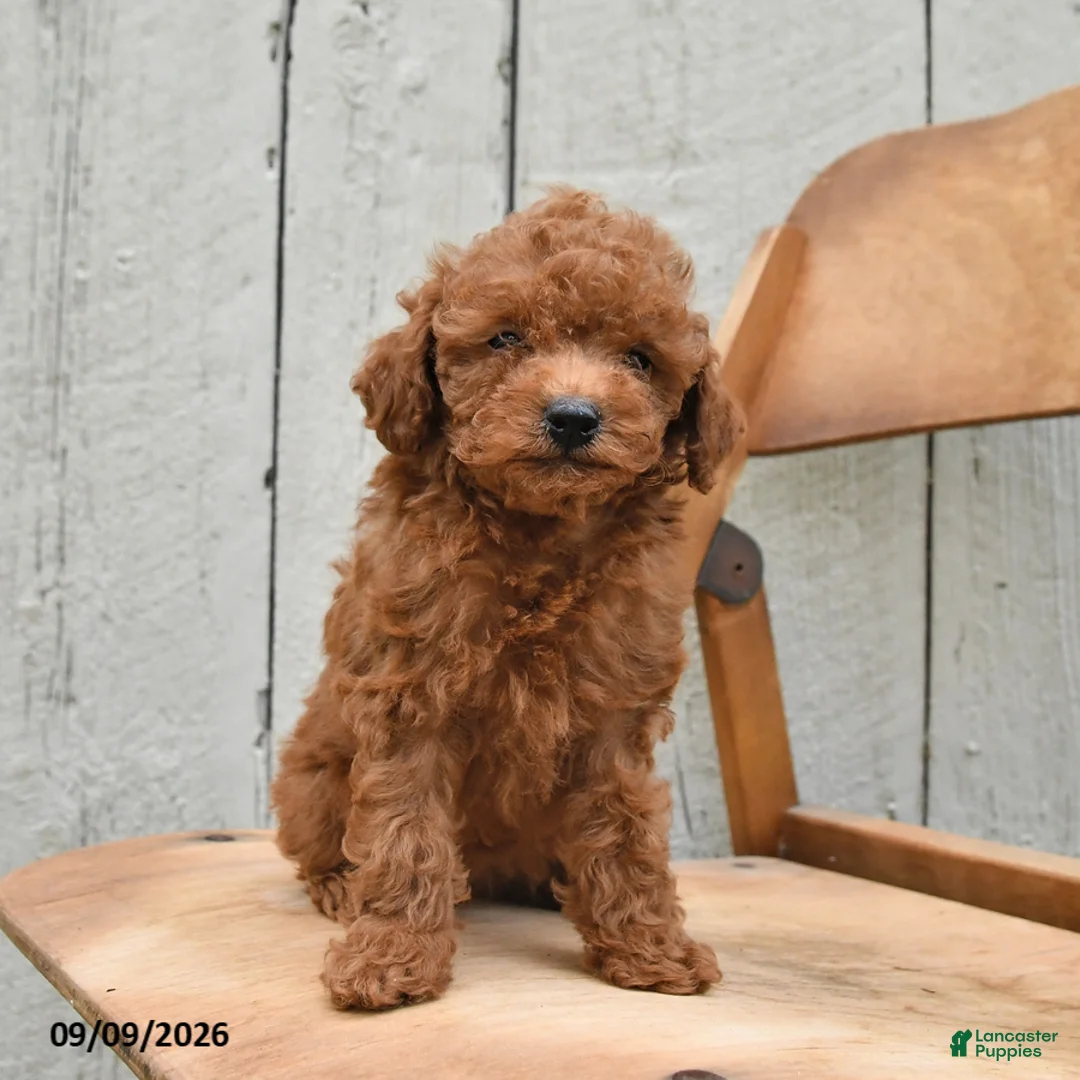 Miniature Poodle dogs for sale: Sandy - Ad 5