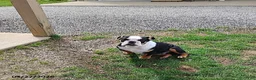 English Bulldog dogs for sale: Reuben - Ad 9