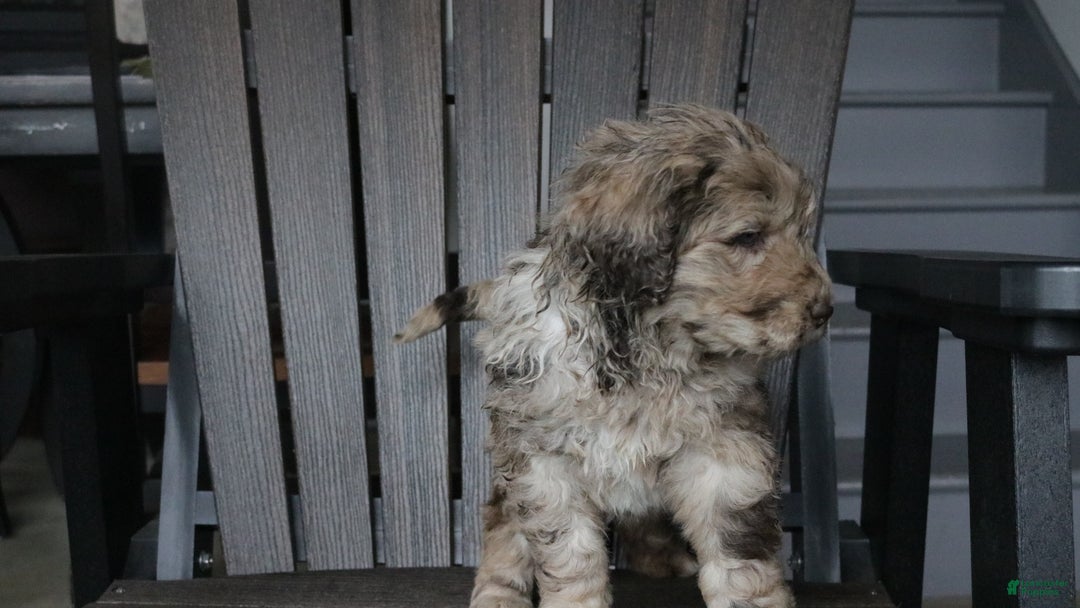 Newfypoo dogs for sale: Reni - Ad 3