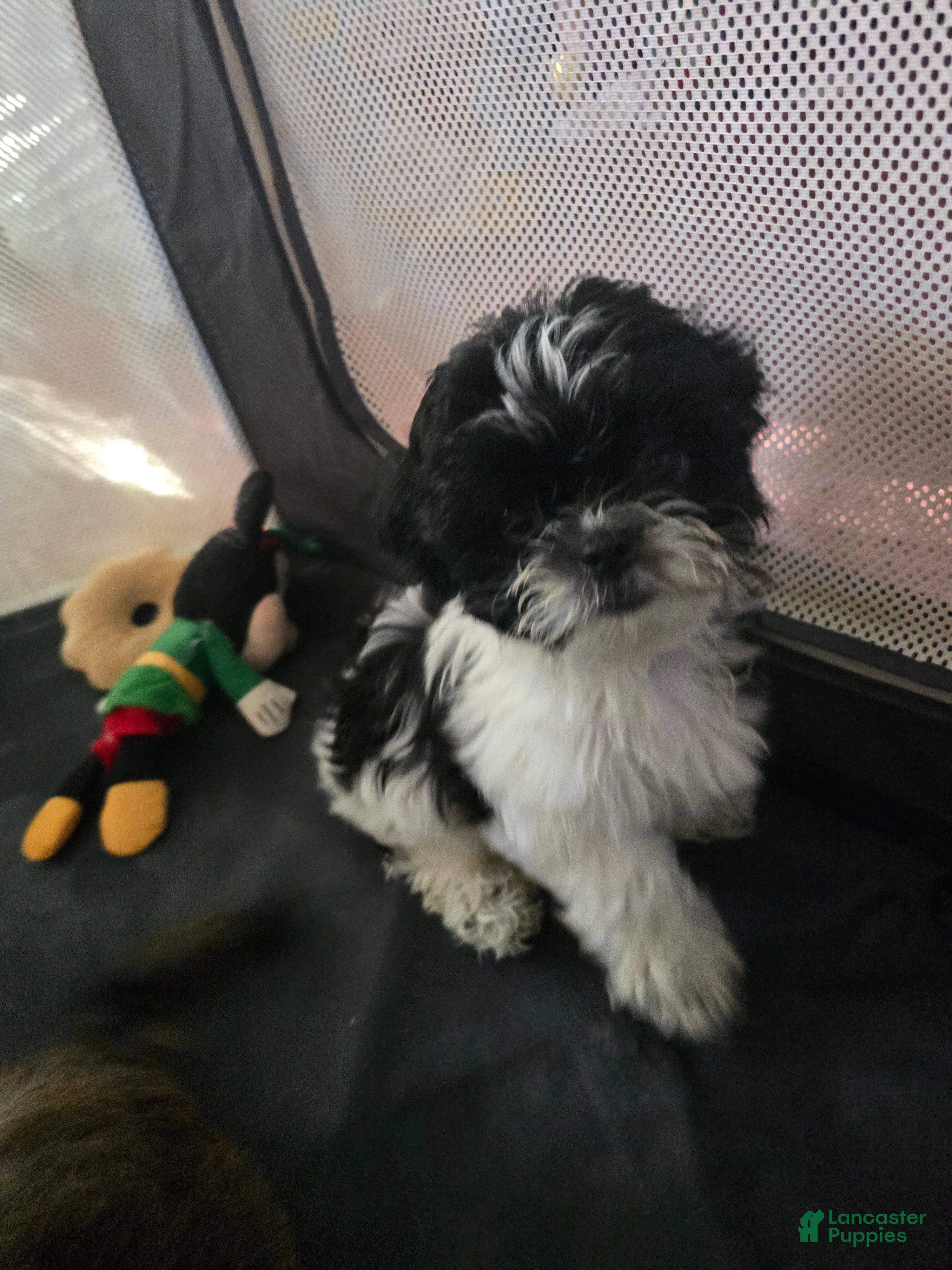 Shorkie dogs Shorkie 4 - Ad 41