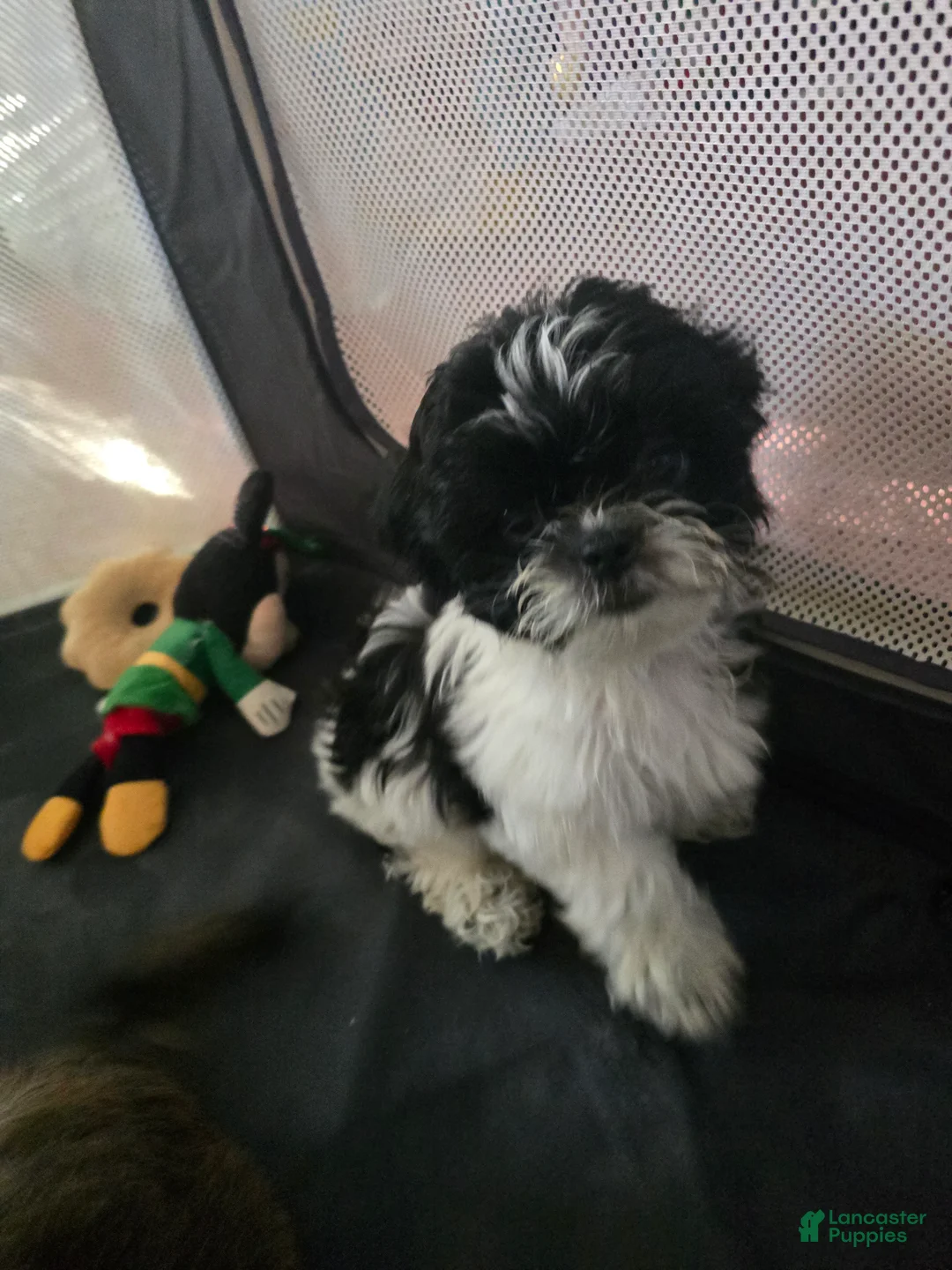 Shorkie dogs for sale: Shorkie 4 - Ad 1