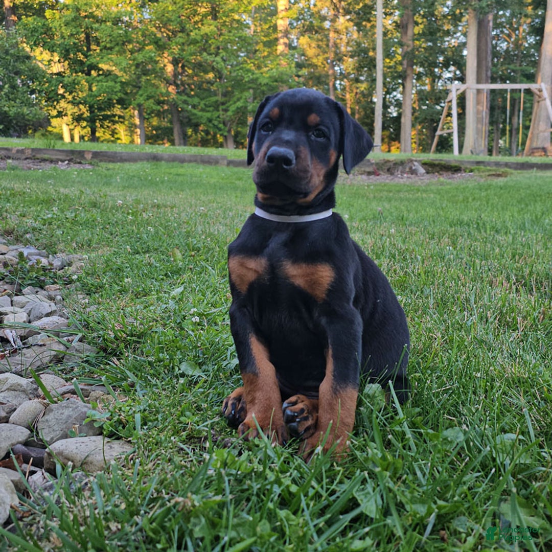 Doberman Pinscher dogs for sale: Black Male - Ad 1