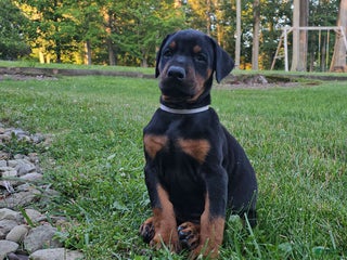 Doberman Pinscher dogs Black Male - Ad 39